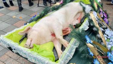 свиня під Радою фото