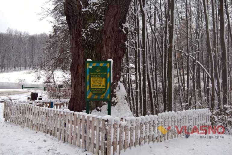 400 річний дуб фото