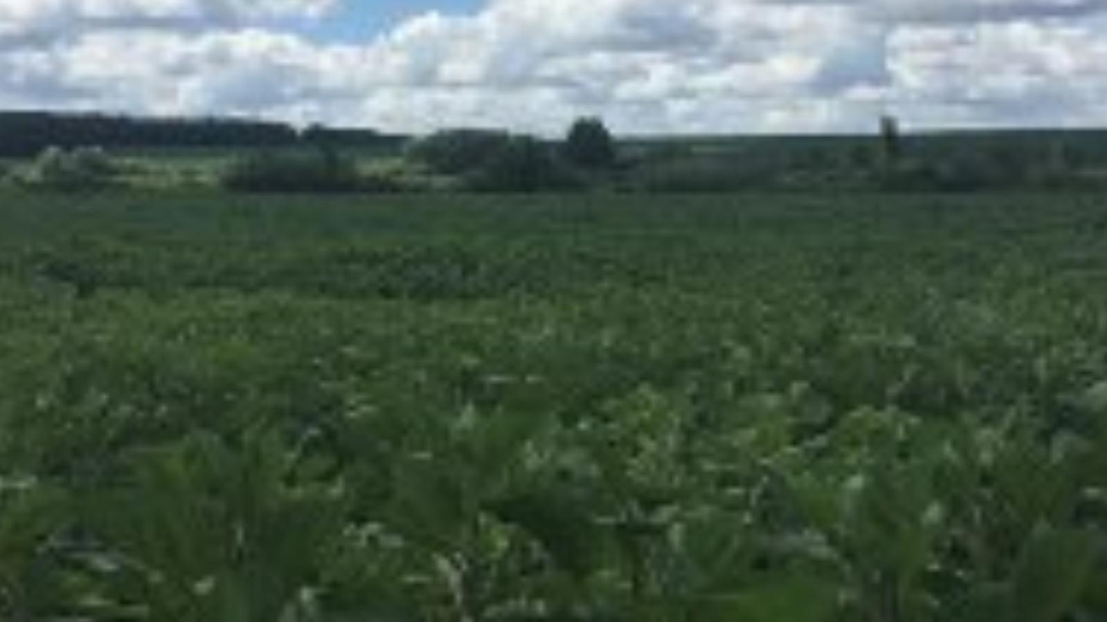 На Вінниччині фермер незаконно виорав та засіяв соняшником берег річки