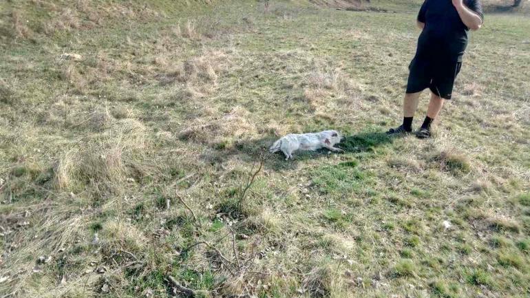 На Вінниччині голову сільради підозрюють у вбивстві сусідських собак  (ФОТО)