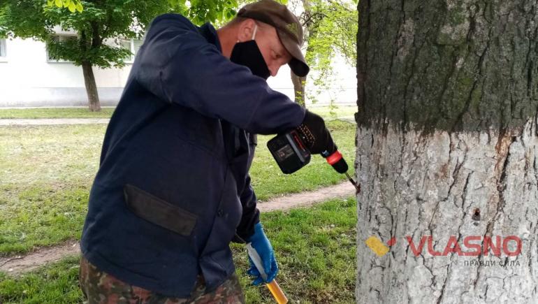 На Вінниччині каштанам зробили ін'єкції проти молі (ФОТО)