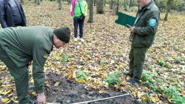 В Іллінецькому районі незаконно вирубали дерев на дев'ять мільйонів гривень