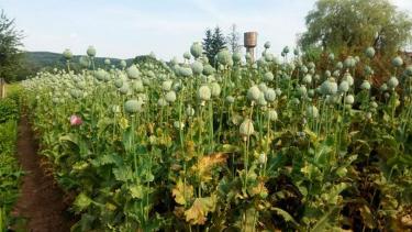 Бабусю ув'язнили на два роки за вирощування маку на Вінниччині