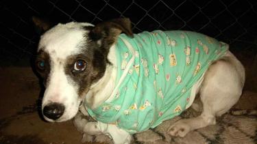 Вінницькі волонтери за рік врятували життя сотням викинутих тварин