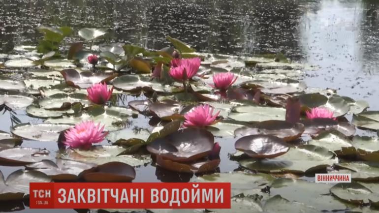 Водойми у різнобарвному лататті: на Вінниччині висаджують лілії