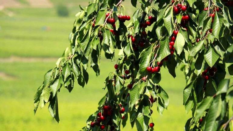 На Вінниччині загинув чоловік, впавши з черешні
