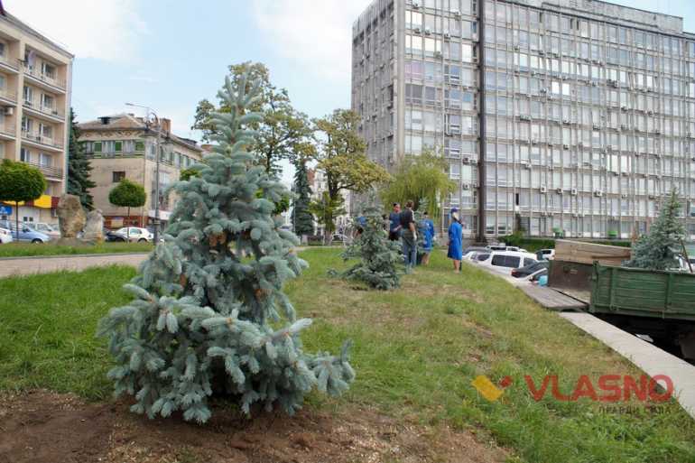 нові ялинки біля Вінницької міськради фото
