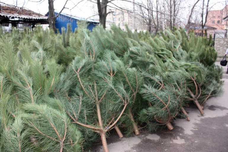 Новорічні базари чекають на вінничан