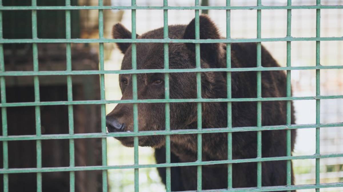 Майже 14 мільйонів коштує ремонт вольєрів у Вінниці
