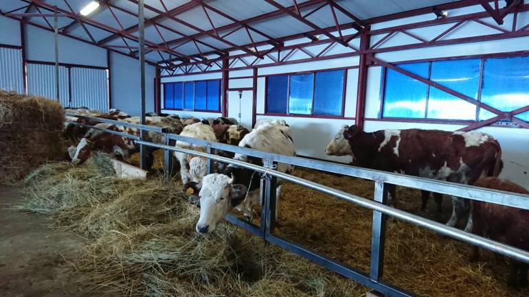 За рік Україна залишилася без сотні молочних ферм