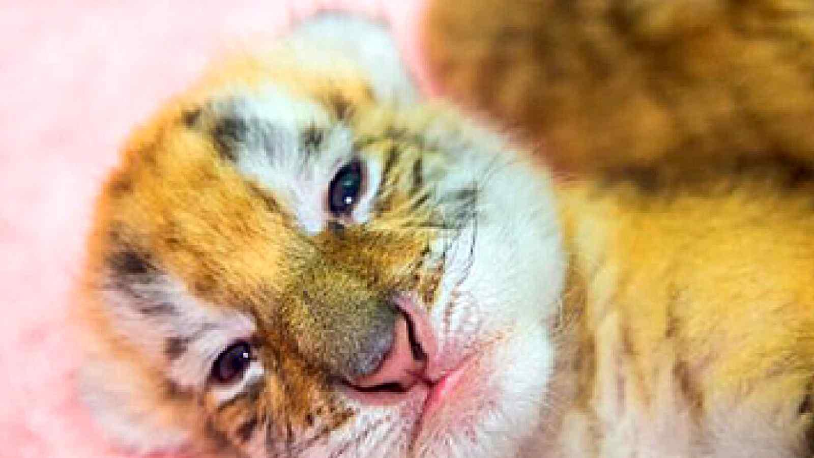 У Китаї народились дитинчата у рідкісного золотого тигра