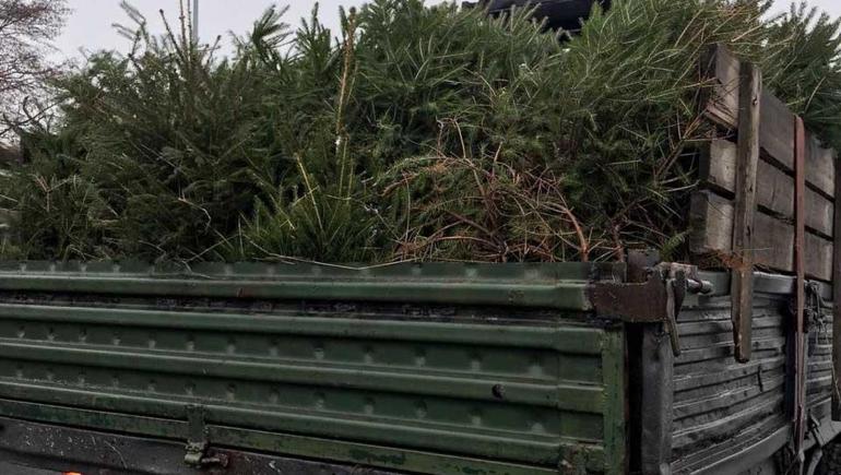 У Вінниці затримали Камаз із нечіпованими ялинками