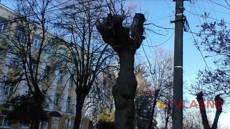 Дерева-перевертні. Як Вінницькі комунальники спотворюють та калічать дерева у місті? (ВІДЕО)