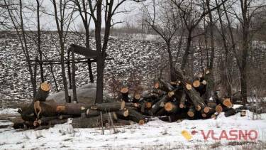 Наступного року на Вінниччині під сокиру піде дерев на 56 мільйонів гривень