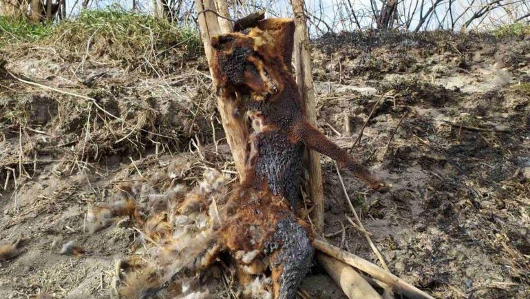 У селі на Вінниччині в петлях браконьєрів заживо згоріли лисиці, пес та борсук