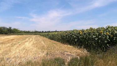 Чотири роки землі АТОвців на Вінниччині засівають невідомі люди