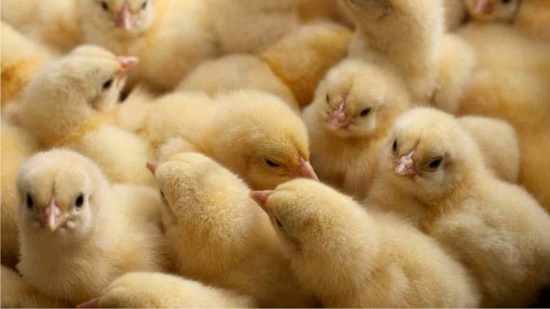 Німецький суд дозволив масові вбивства курчат чоловічої статі