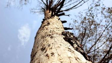 &laquo;Рубка дерев &ndash; одна із форм догляду за лісом&raquo; &ndash; експерт