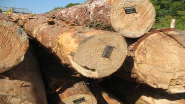 Лісівники Вінниччини скаржаться на поганий сотовий зв&rsquo;язок та потребують близько трьох мільйонів на технічне забезпечення