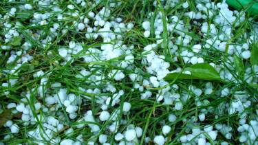 Негода пошкодила дерева на Вінниччині