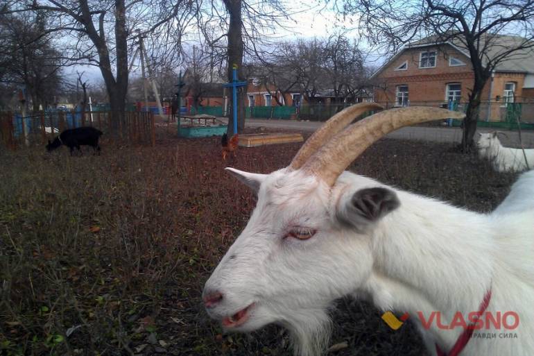 кладовище в Іллінцях фото