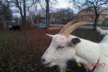 кладовище в Іллінцях фото