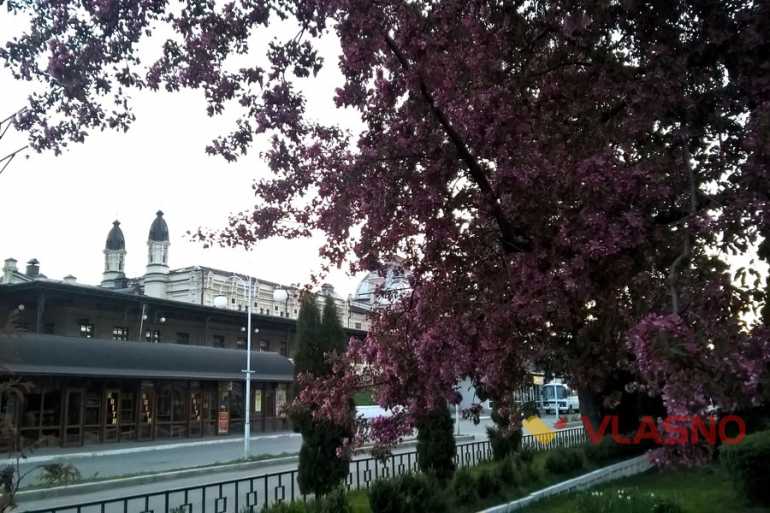 адамова яблуня у Жмеринці фото