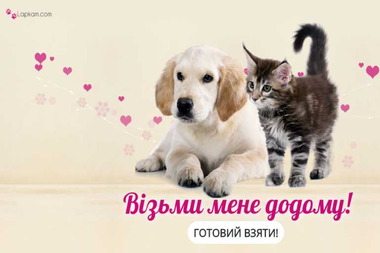 Вінницькі студенти створили онлайн-карту притулків для тварин