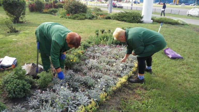 Жмеринську ОТГ хочуть озеленити на мільйон