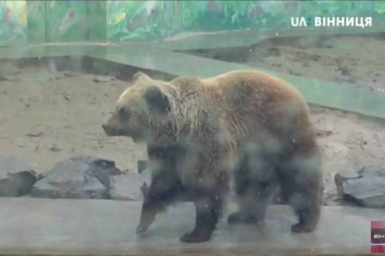 У Подільському зоопарку ведмеді не впали у сплячку (ВІДЕО)