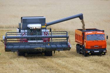 збір зерна фото