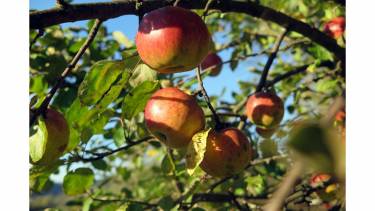 яблука в саду фото