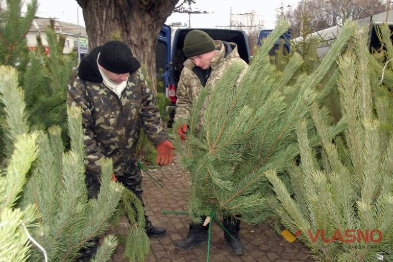 продаж ялинок у Вінниці фото
