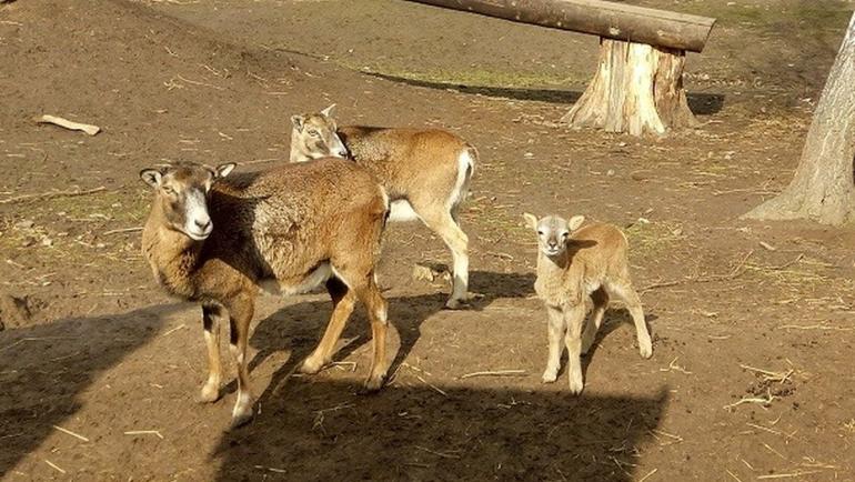 У Подільському зоопарку народилися п`ятеро малюків