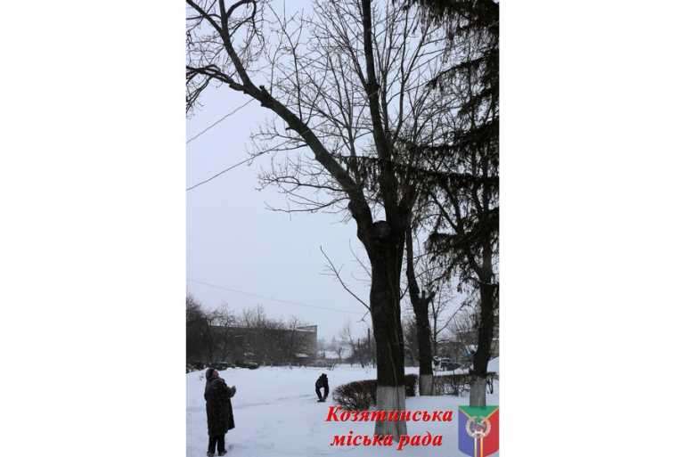 аварійні дерева біля козятинської лікарні фото