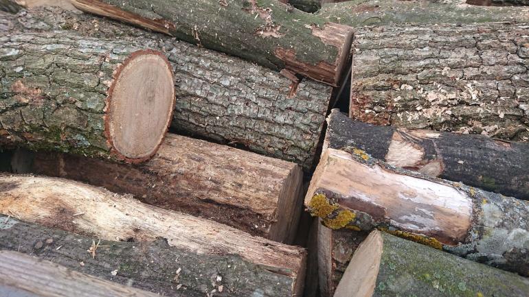 Щоб вижити &ldquo;Вінницький лісгосп&rdquo; продає з аукціону деревину