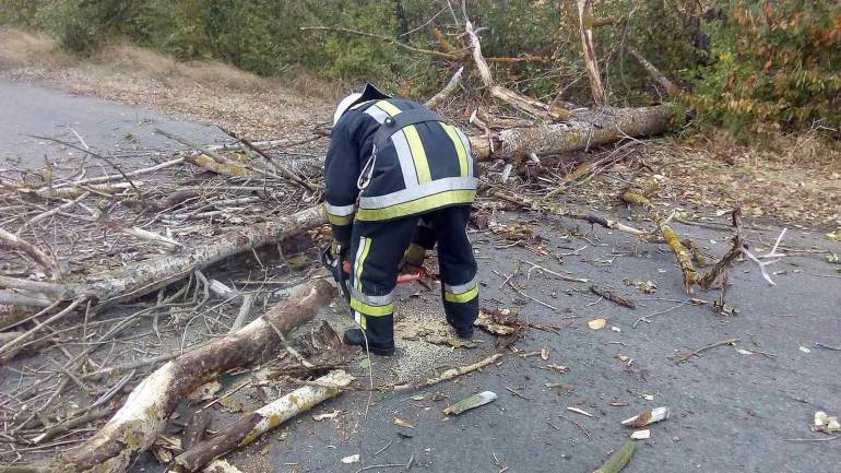 На Вінниччині сильний вітер повалив дерева на проїжджу частину