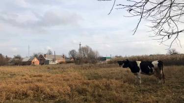 &laquo;Через будівництво сонячних панелей коровам немає де пастися&raquo; &ndash; селянка