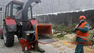 Зелених красунь вінничани здають на утилізацію