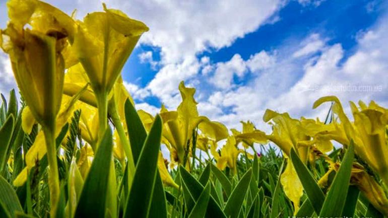 На Вінниччині вперше за багато років не розквітла Долина ірисів