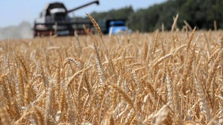 Цьогоріч на Вінниччині зібрали зернових на 24% менше