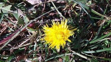 кульбабки зацвіли фото