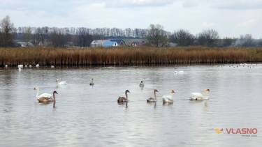 лебеді в Нестерварці фото