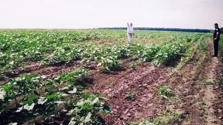 "Спалено майже 120 гектарів пшениці": фермер звинувачує фірму Порошенка у пошкодженні врожаю (ФОТО)
