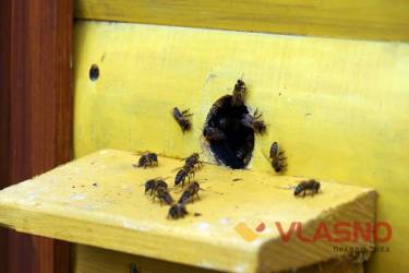 фестиваль медовий спас вінниця фото