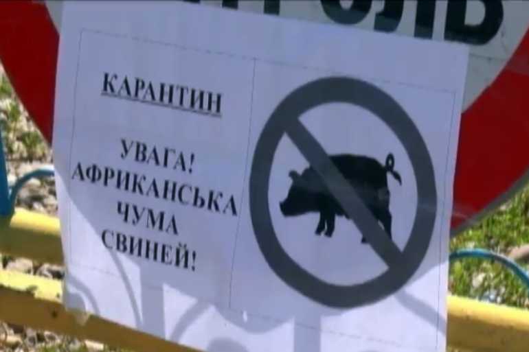 африканська чума фото