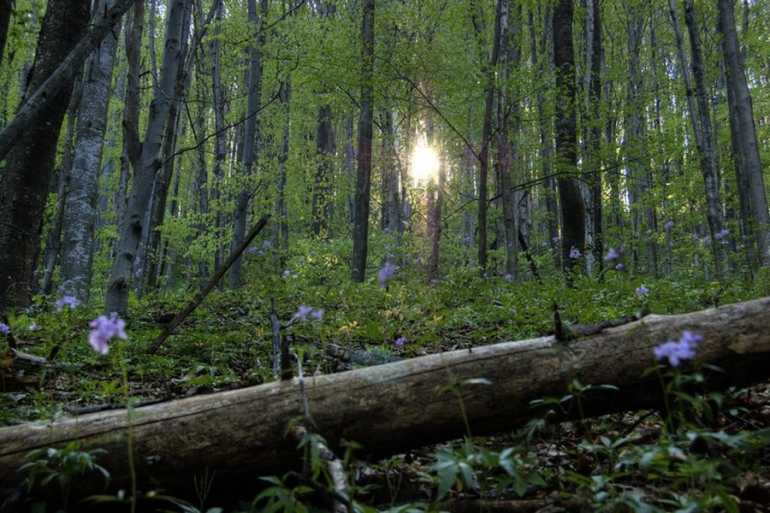 впало дерево фото