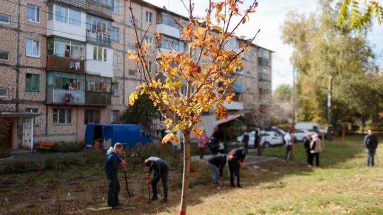 У вінницьких дворах замість аварійних посадять тисячу нових дерев