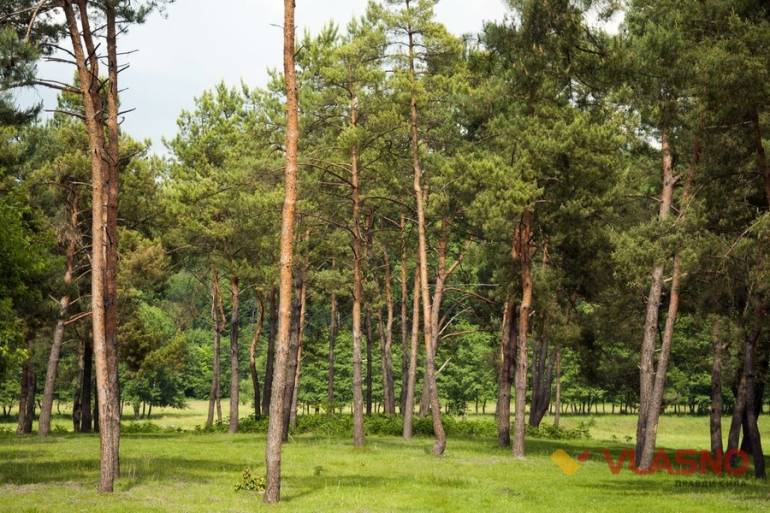 ліс Бохоники фото