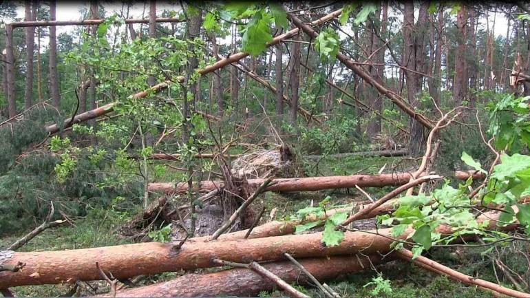 Вінничанин загинув під дубом